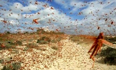 سخنگوی سازمان حفظ نباتات خبر داد: گلههای ملخ ۷ استان را آلوده کردند/ حجم گستردهتری از آفت ملخ صحرایی وارد ایران میشود