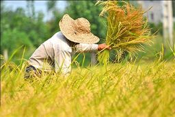 زیان کشاورز ایرانی از نبود الگوی کشت/ منظور از الگوی کشت چیست؟