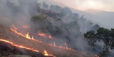 جنگل‌ها امسال ۱۴۵ بار قربانی حریق شدند