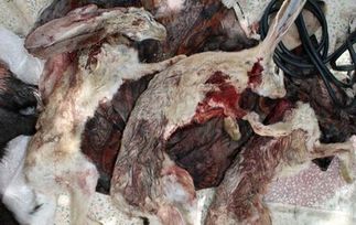 عاملان کشتار خرگوش‌های وحشی در بوشهر شناسایی شدند