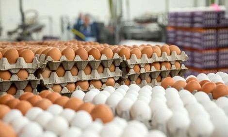 قیمت هر شانه تخم مرغ به ۴۰ هزارتومان رسید!