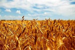 شورای قیمت‌گذاری نرخ جدید گندم را ابلاغ کرد
