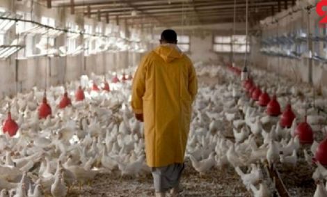 قیمت مصوب مرغ اعلام شد