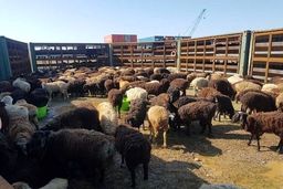 طاعون، قیمت گوشت را گران می‌کند؟