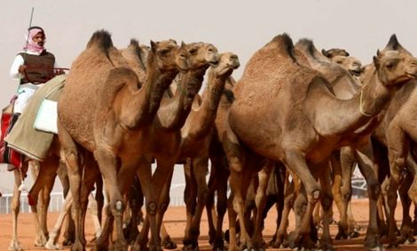 شترها هم در عربستان جراحی زیبایی انجام میدهند