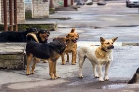 غذا دادن به حیوانات در طبیعت، آری یا نه؟!