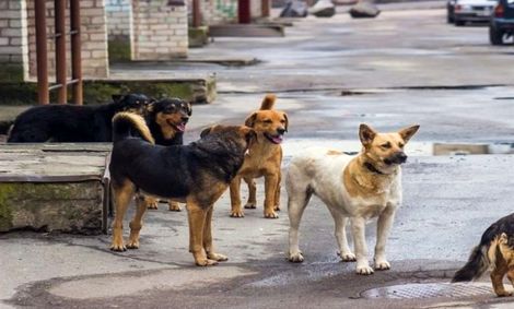 غذا دادن به حیوانات در طبیعت، آری یا نه؟!