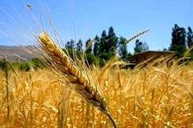 جنگ گندم در راه است