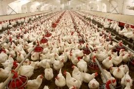 قیمت مرغ زنده با ارز نیمایی کیلویی ۴۵ هزار تومان تمام می‌شود