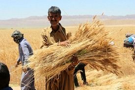 خرید ۴ میلیون تن گندم