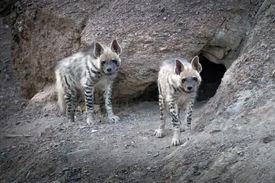 حمله کفتار در یک روستای شرق کرمان ۲ زخمی برجا گذاشت