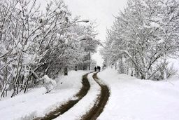 از سرمازدگی تا سقوط درختان؛ برای کاهش خسارات بارش برف چه کار کنیم؟